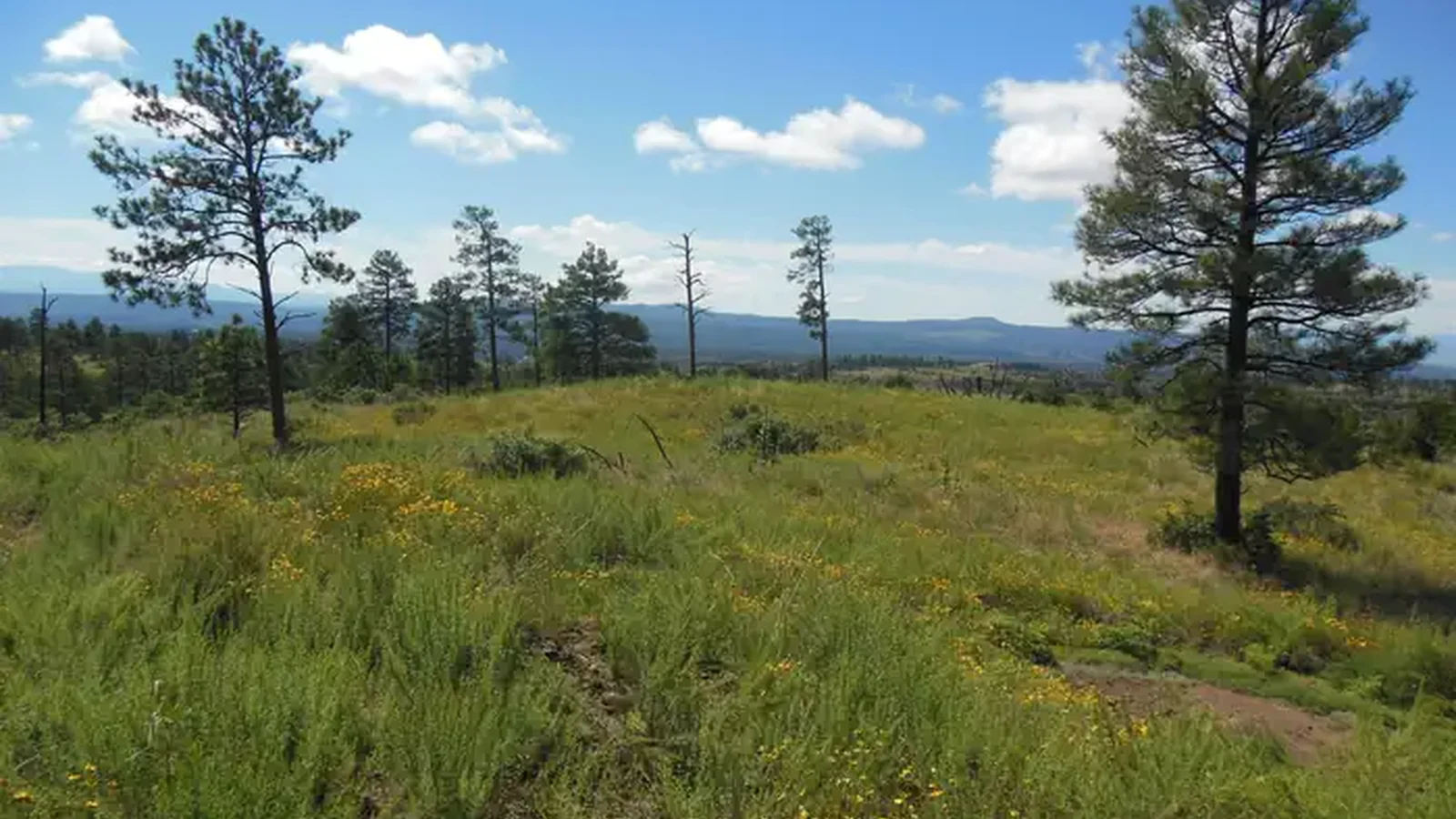 Mountain meadow with blooming flowers and scattered pines