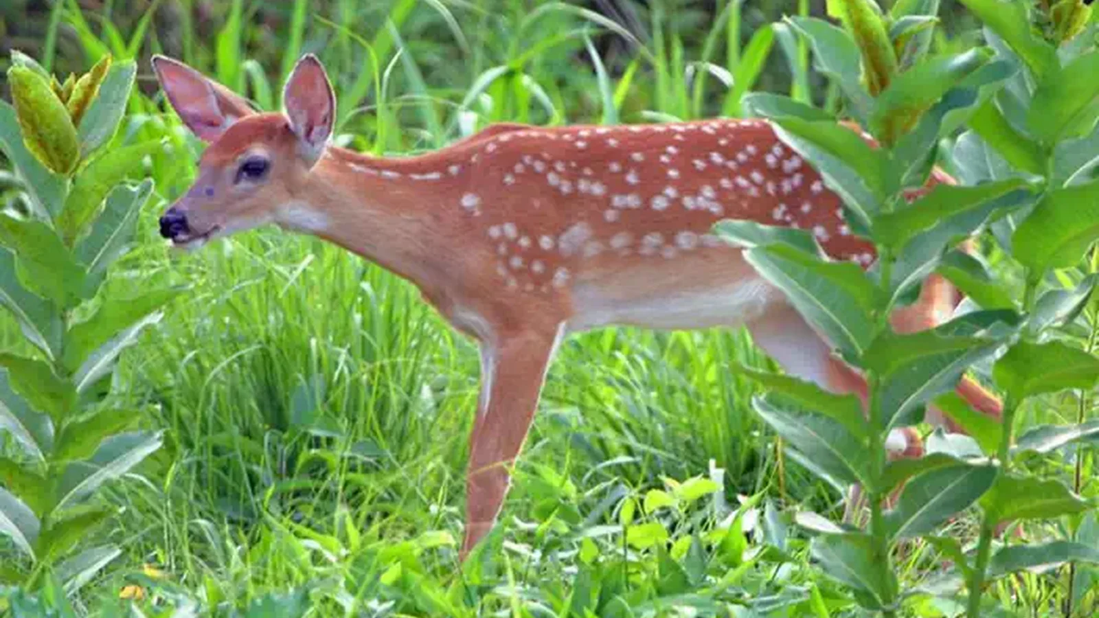 White-tailed deer fawn