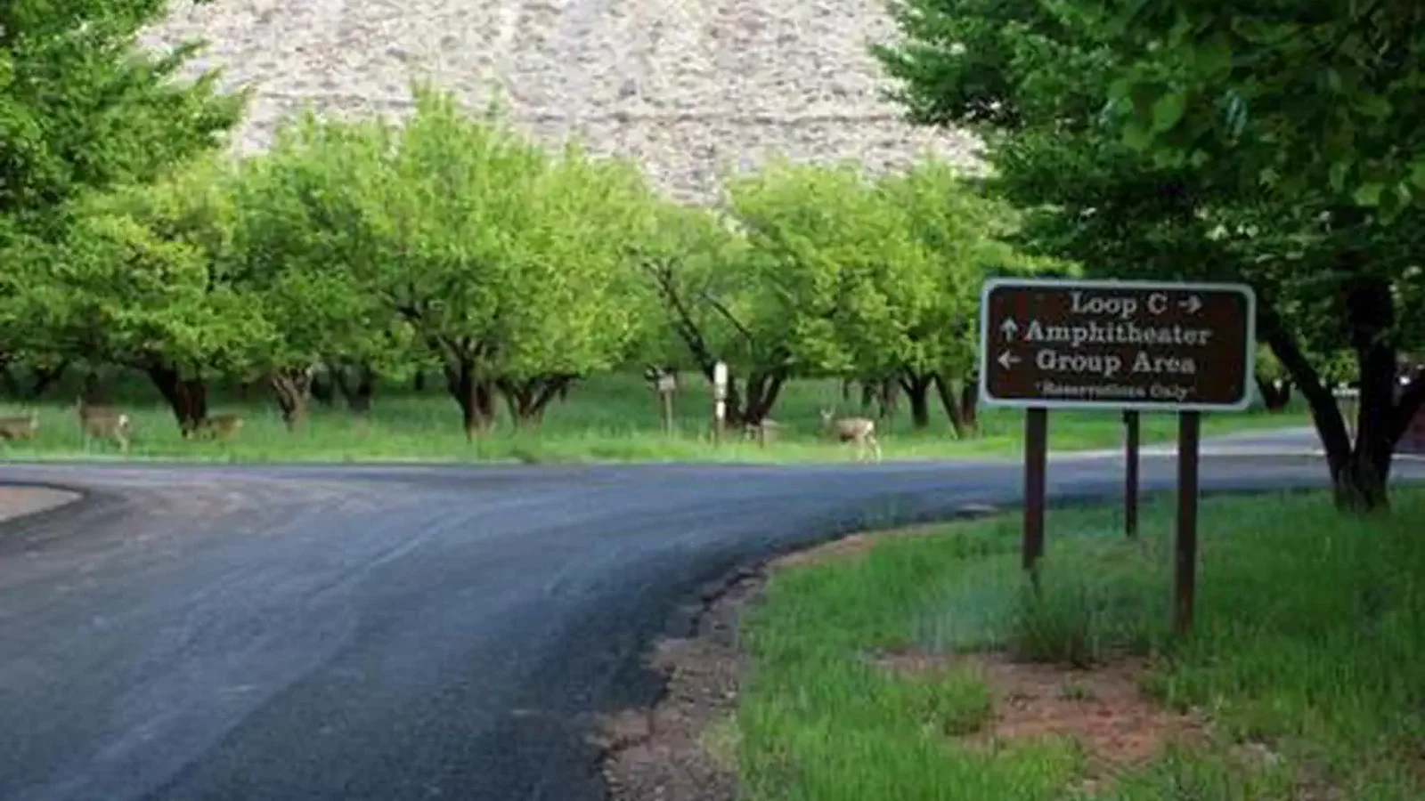 A paved road splits into two directions. The right split then again splits into two directions. Before the first split there is a brown sign reading as follows "Loop C *left arrow* Amphitheater *up arrow*  Group Area *right arrow" in smaller print underneath "Group Area" is reads "Reservation only". There are many trees and a couple deer in the background.