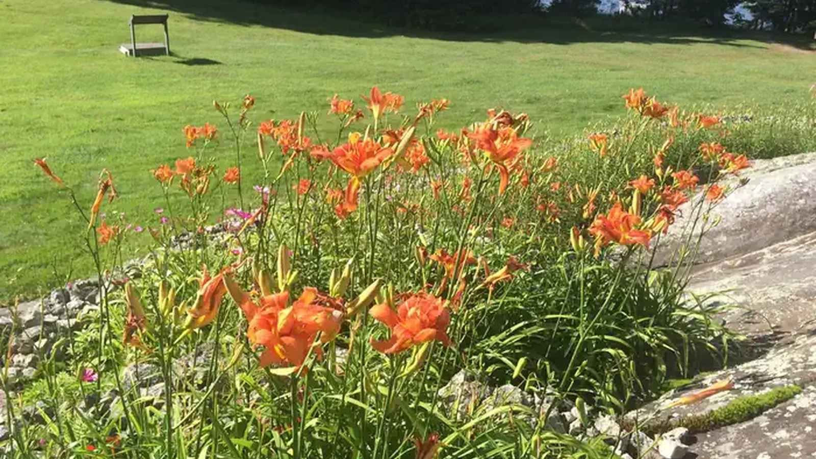 Ellsworth tiger lilies