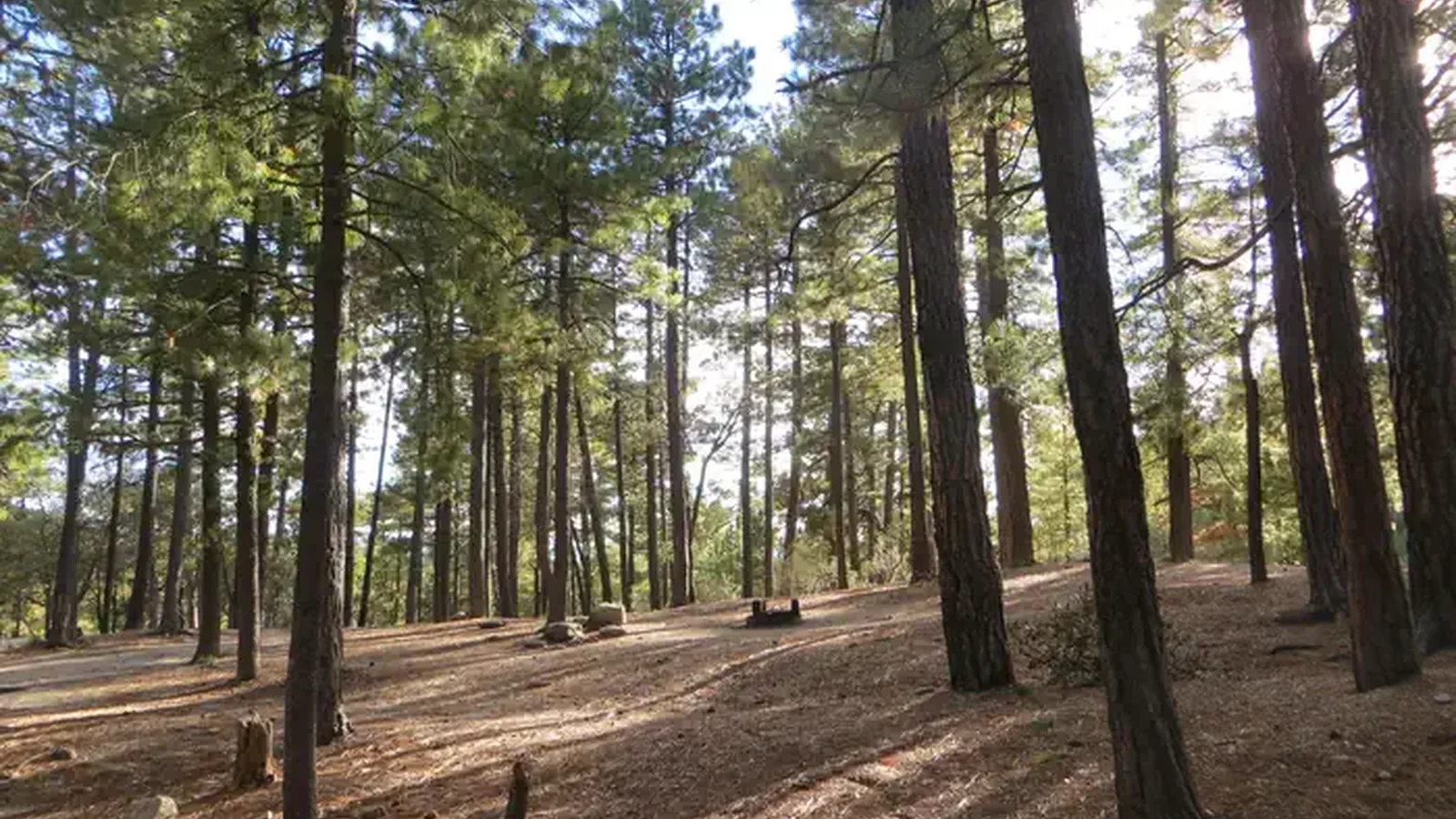 Showers Point Group Campground
