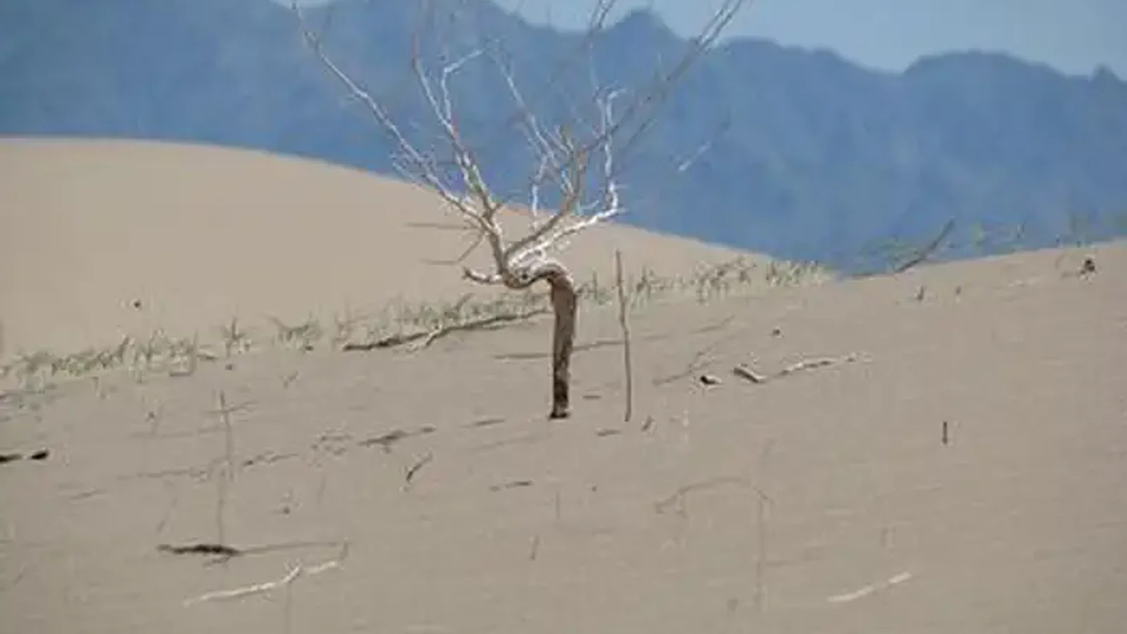 Cadiz Dunes Wilderness
