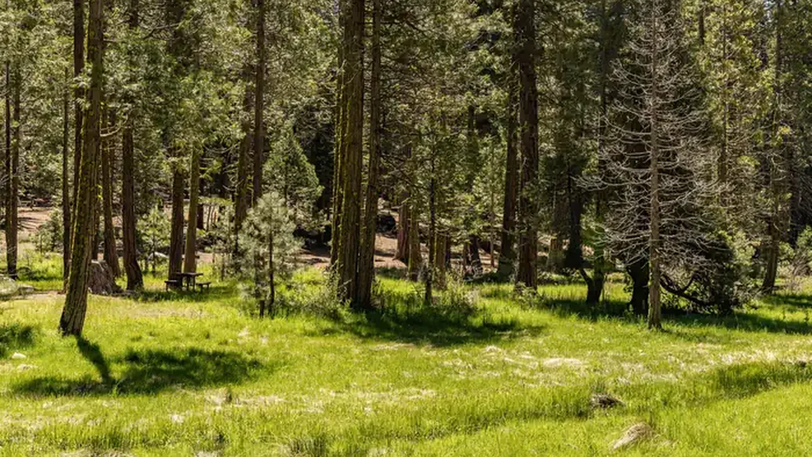 Meadowview Campground Meadow