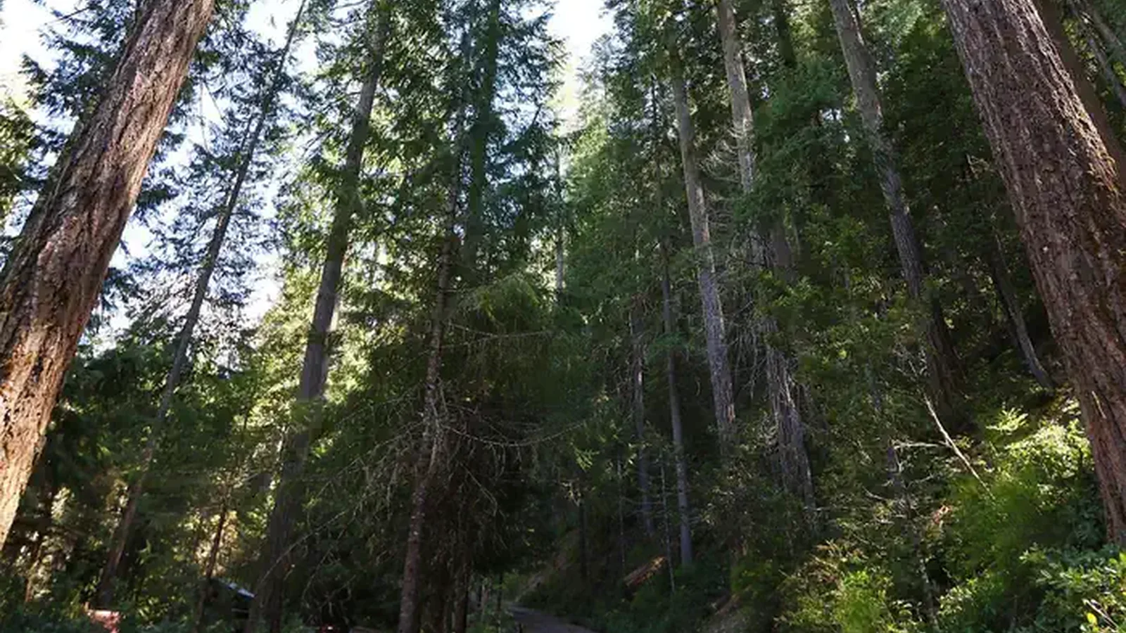 Trees in the campground