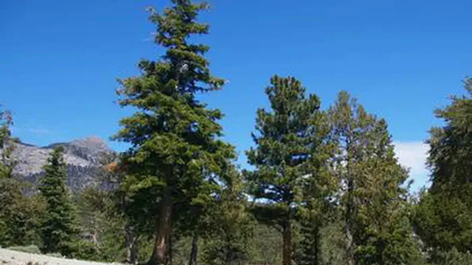 HILLTOP