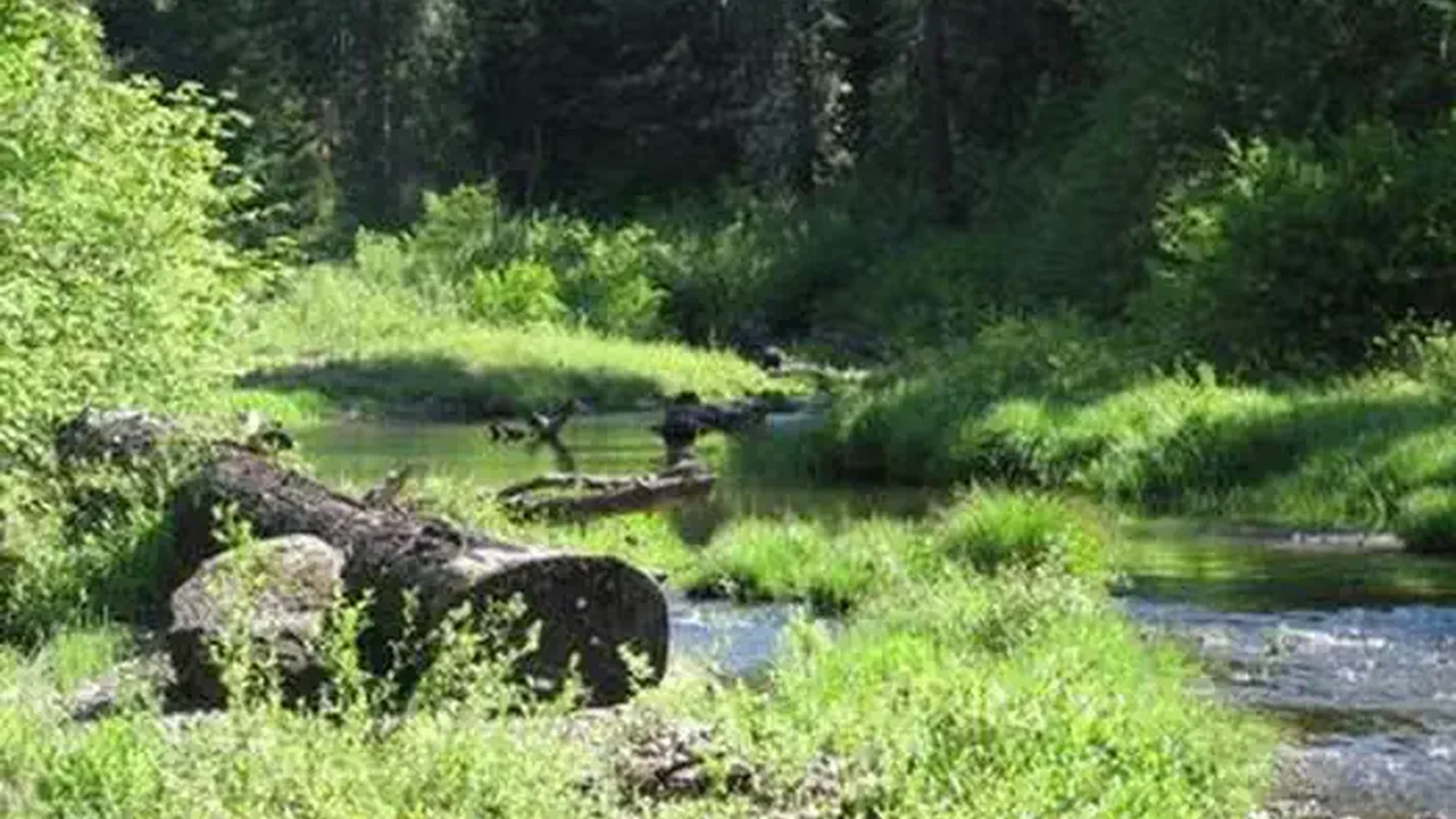 Stream, bushes and grasses in partial sun with conifer forest in background.