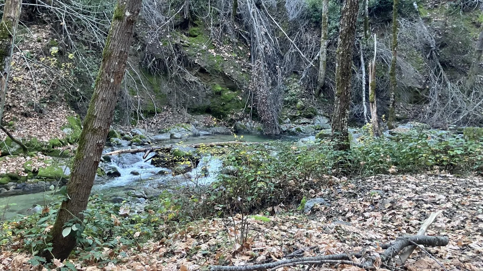 Crystal Creek Primitive Campground - Crystal Creek