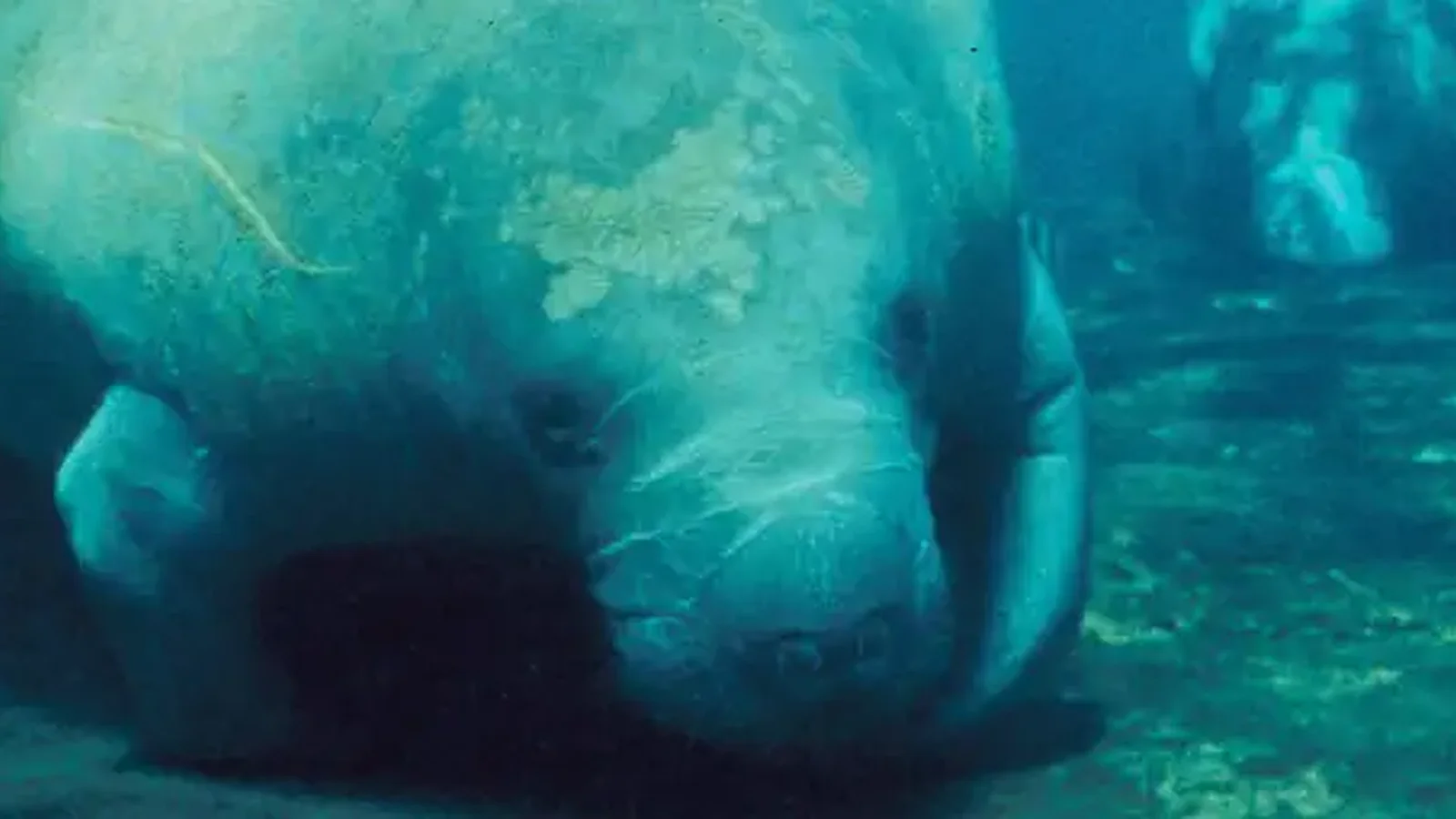 Florida Manatees at Crystal River National Wildlife Refuge, Florida