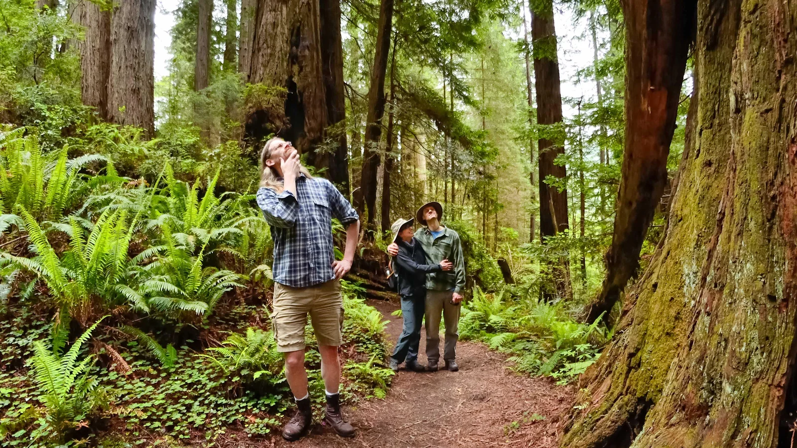 How Tall is that Redwood?