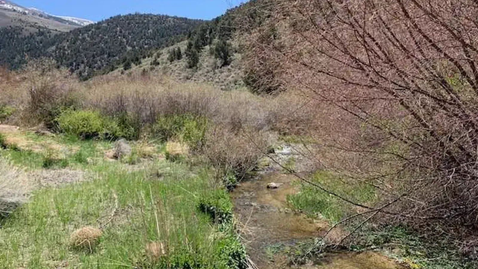 View of Bird Creek from Group Site A