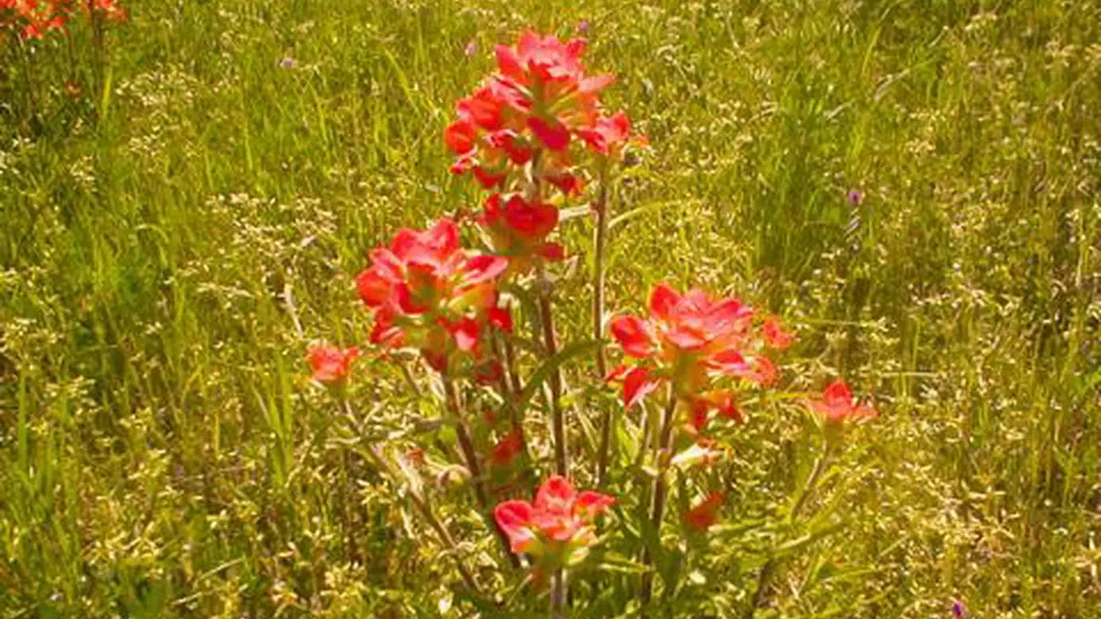 Indian paintbrush
