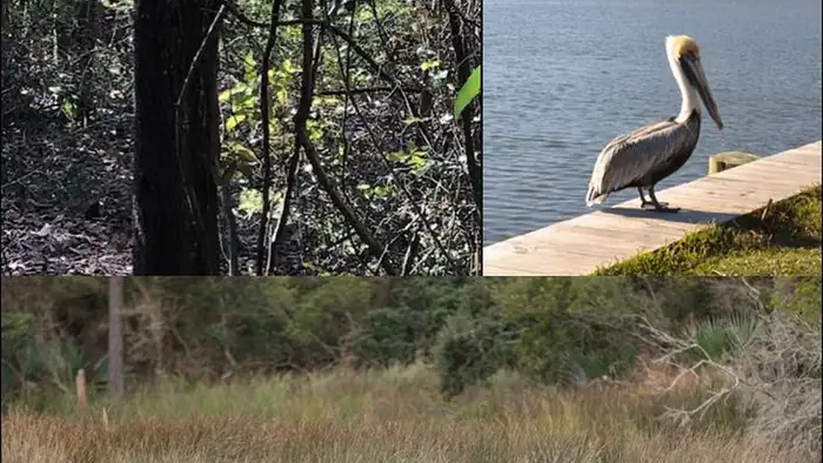 Wildlife around campground