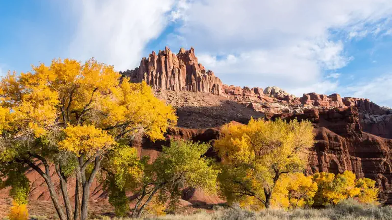 Trees with yellow leaves are centered in the image. Red rock formations rise above the treetops towards a blue sky with puffy clouds. Red clay and desert brush make up the foreground.