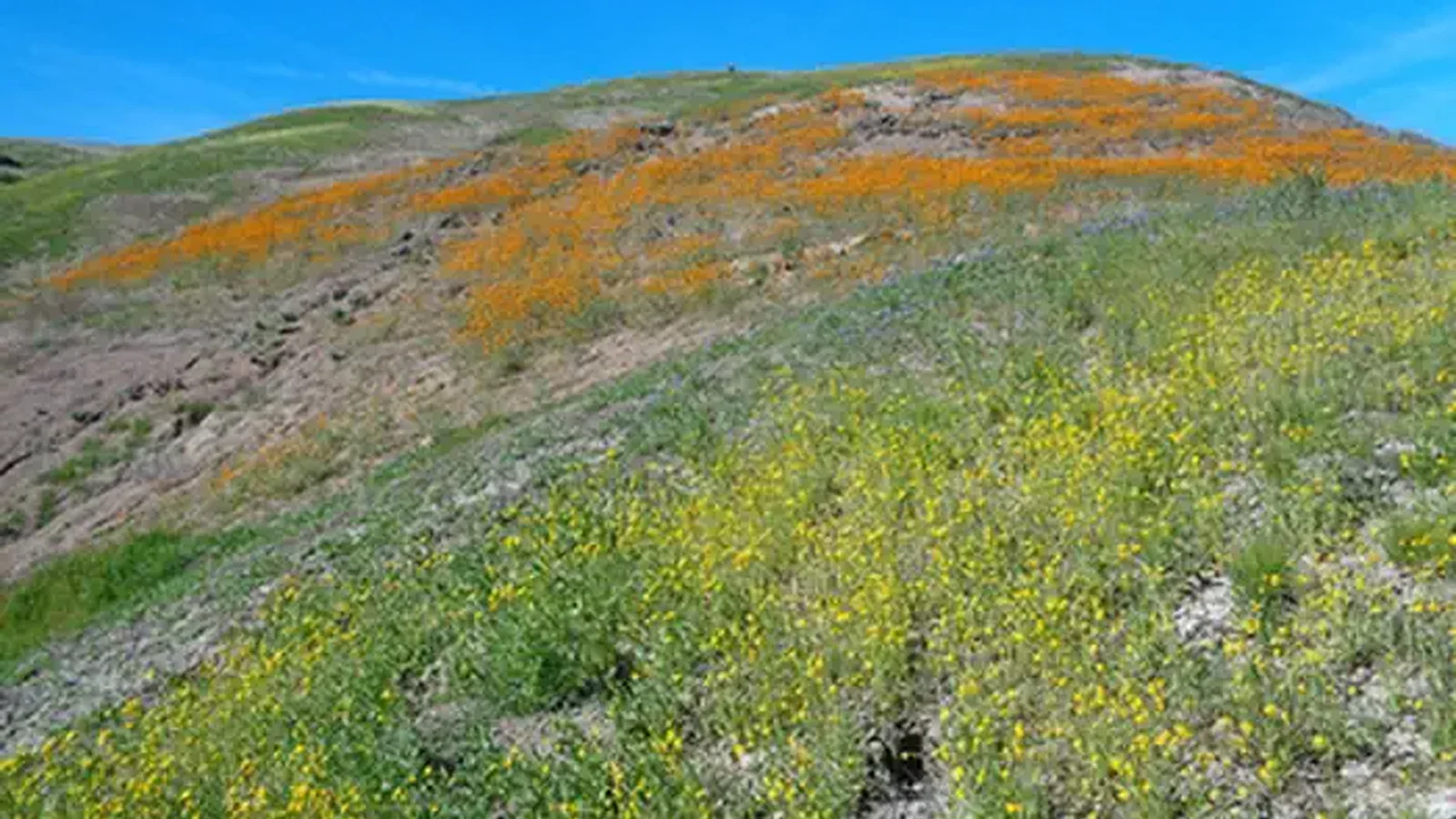 Tumey Hills Wildflowers