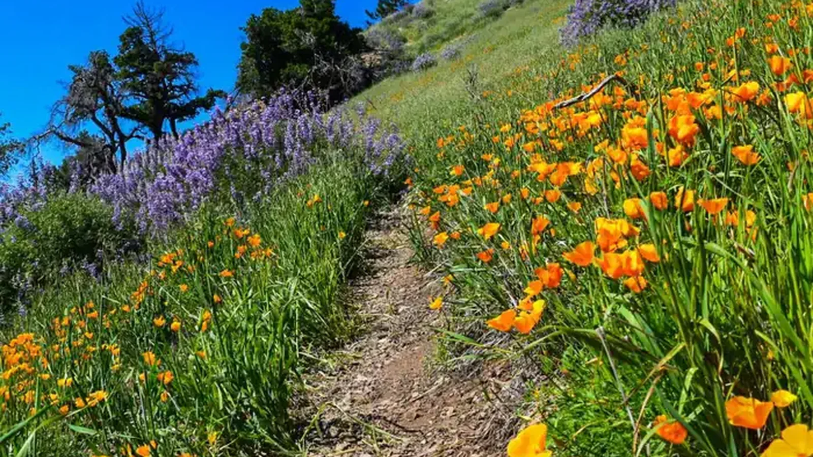 Los Padres National Forest