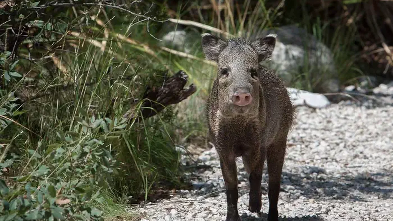 Javelina enjoying a walk along a gravel path.