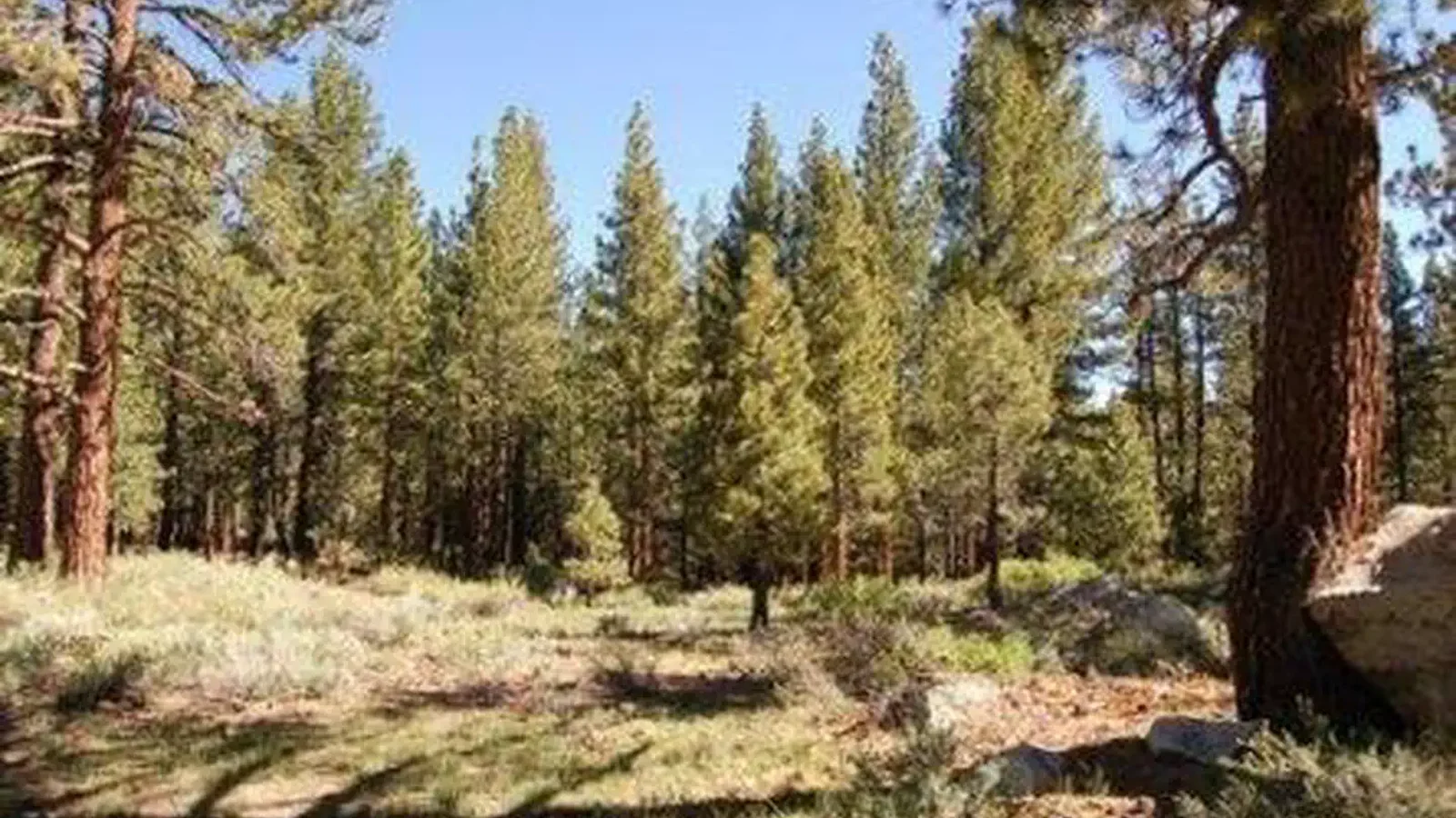 PINE GLEN