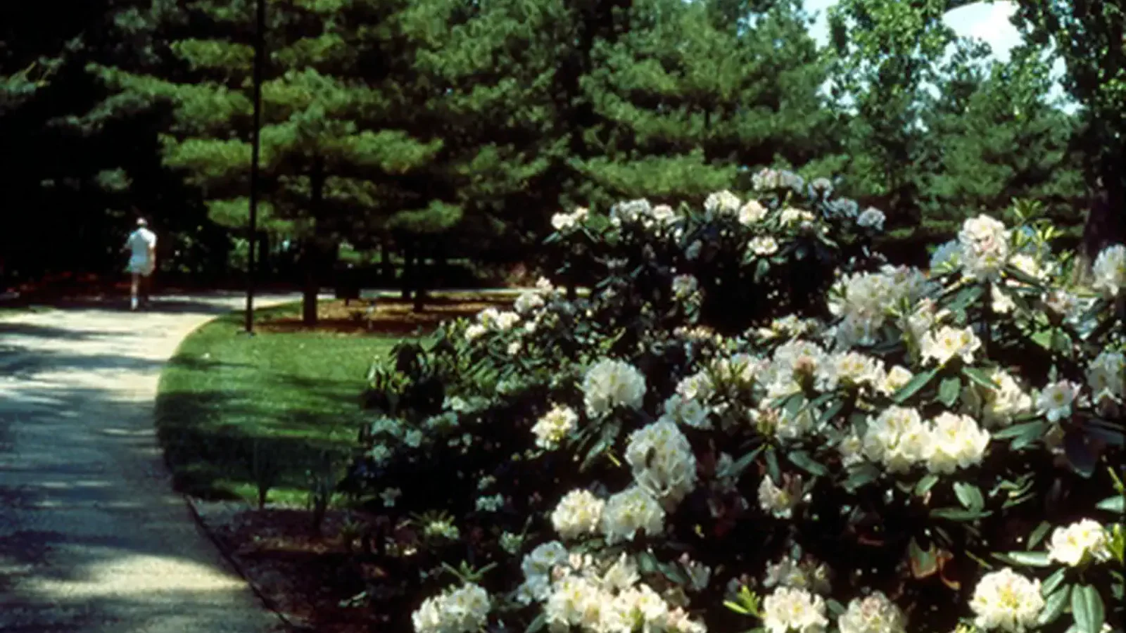 Lyndon Baines Johnson Memorial Grove