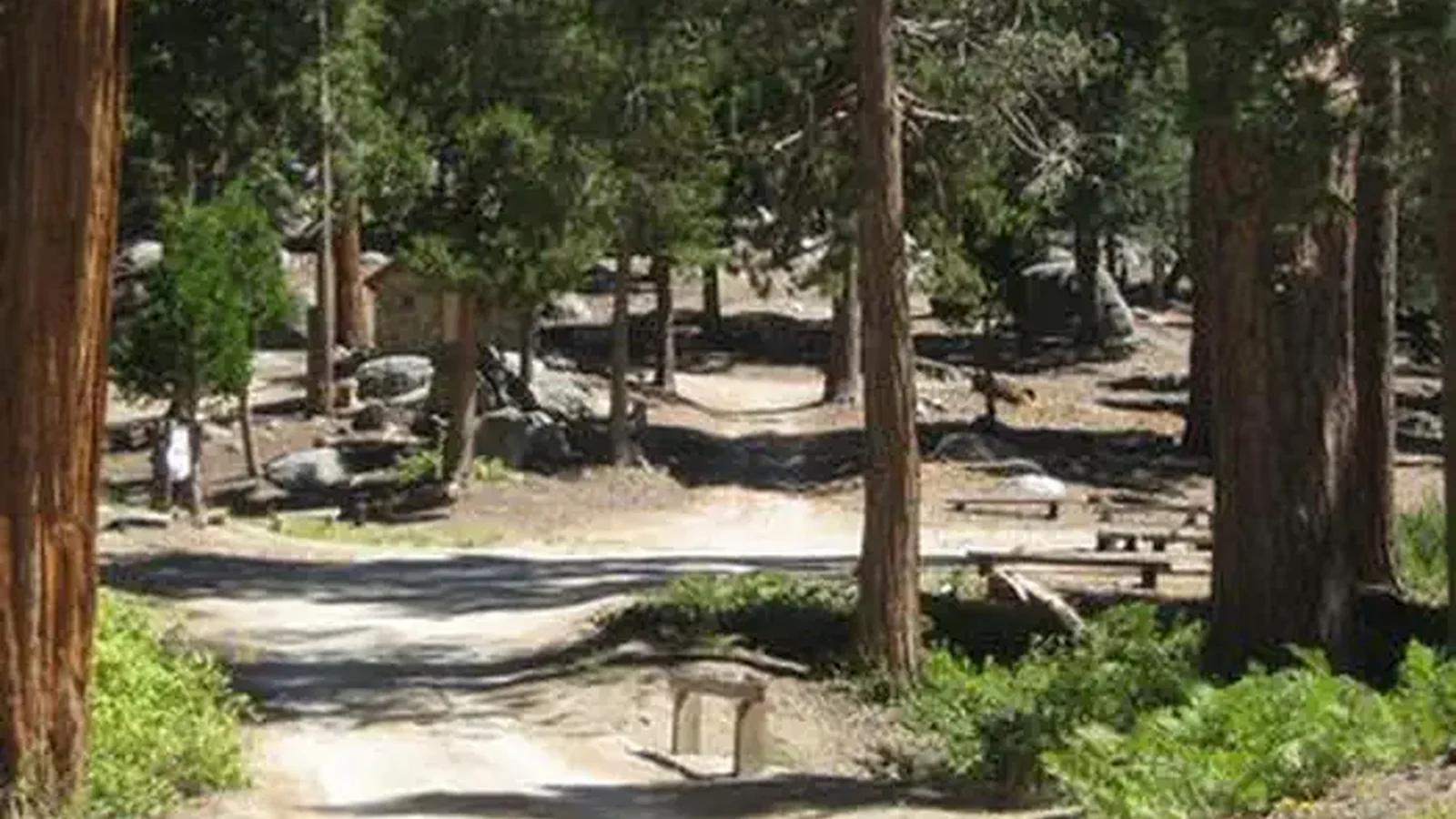 Forest trail leading to campsite.