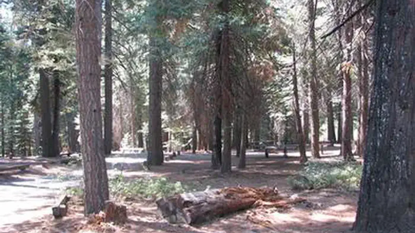 STUMPY MEADOWS