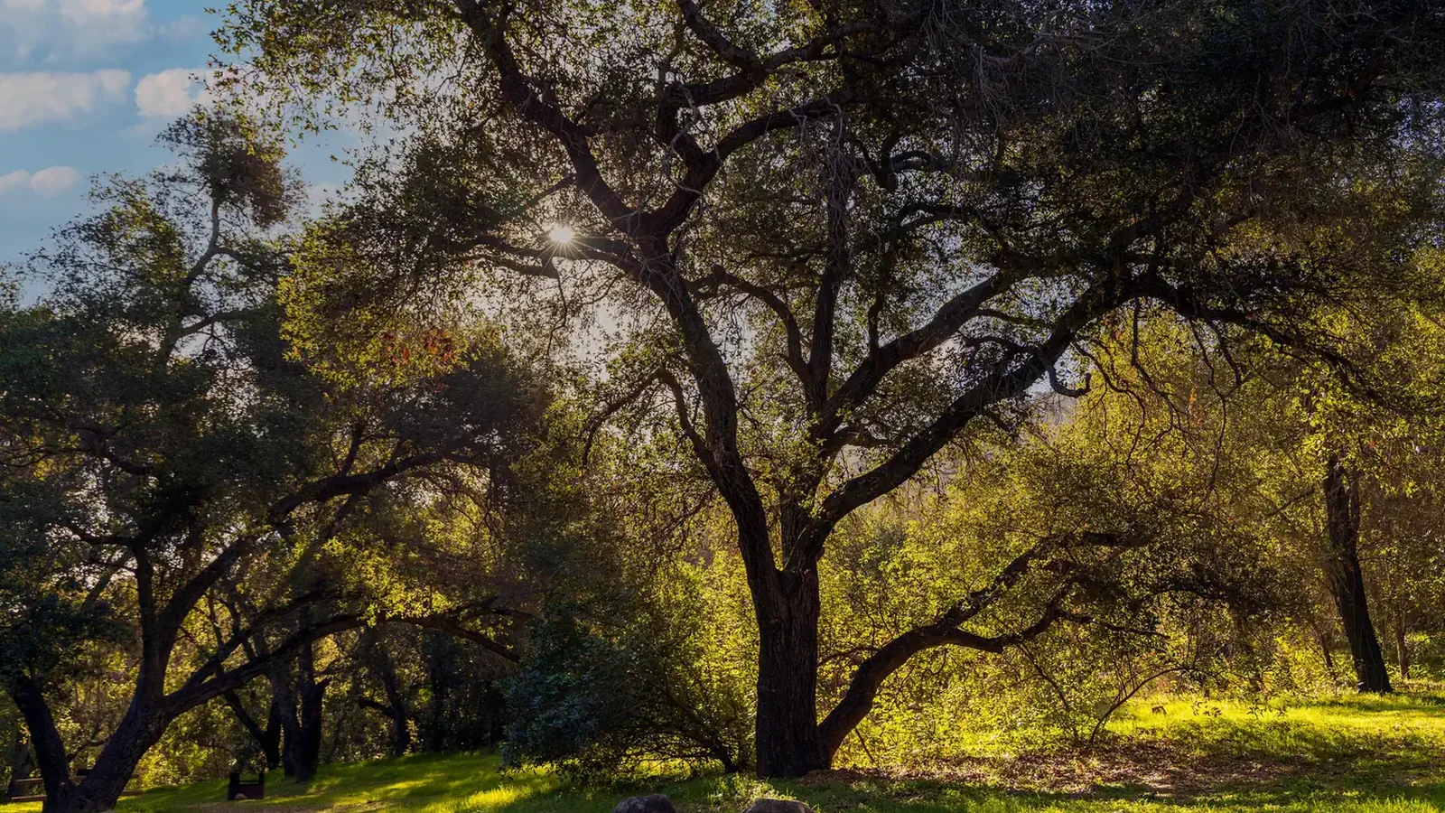 Los Prietos Tree