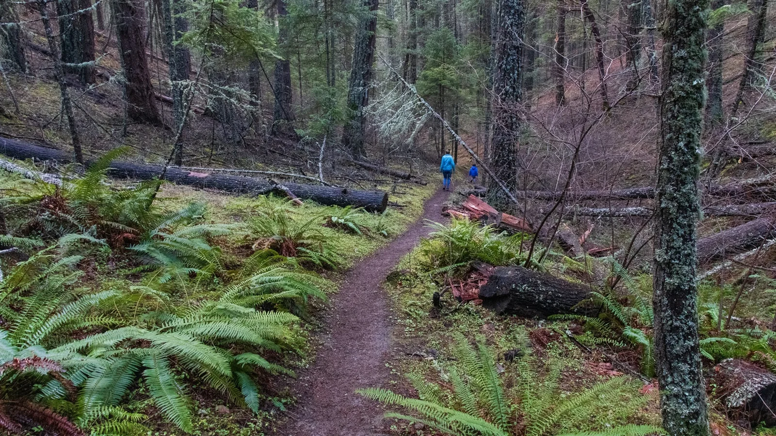 Enchanted Forest & Felton Memorial Trails