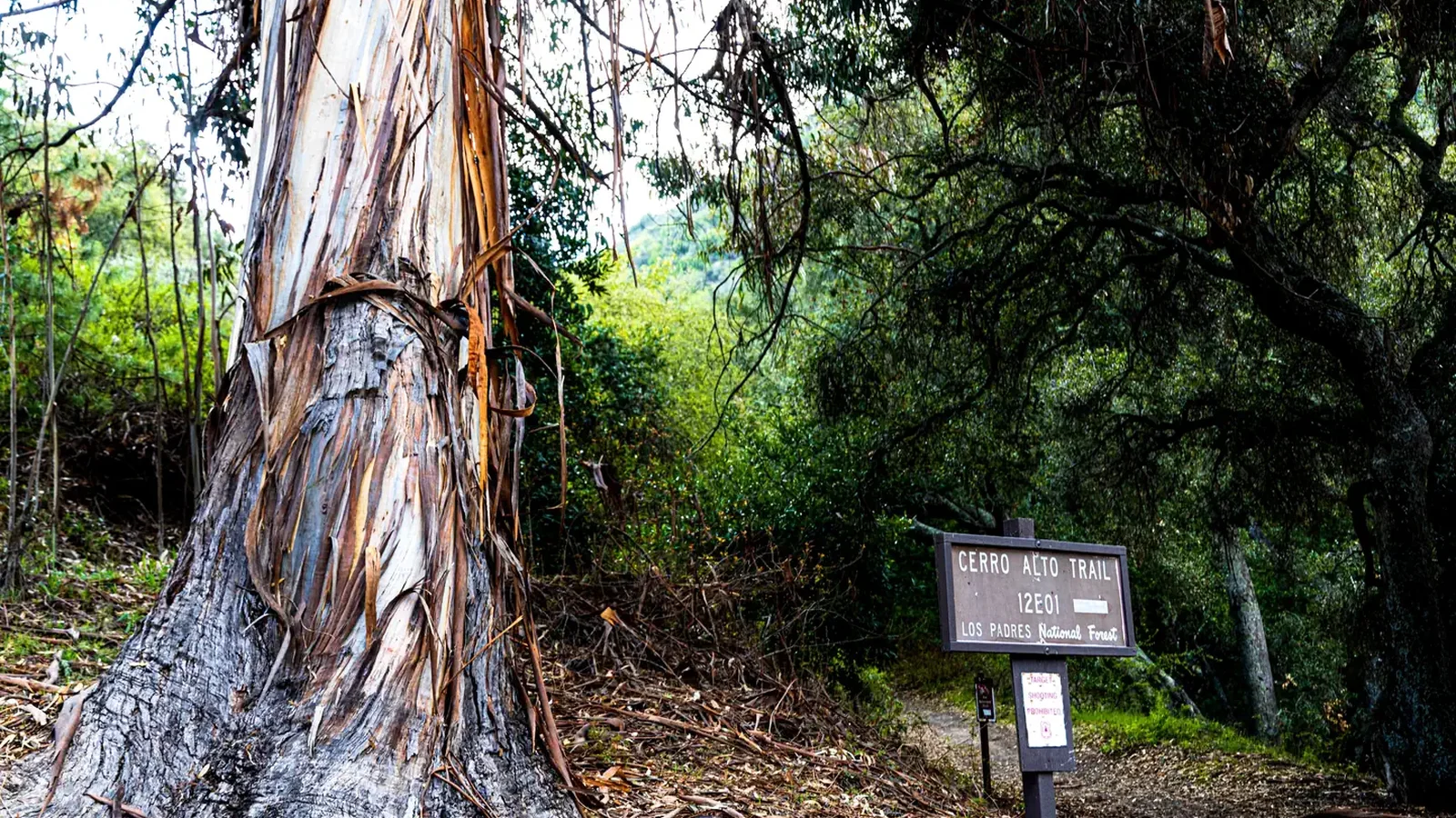 Cerro Alto Trail