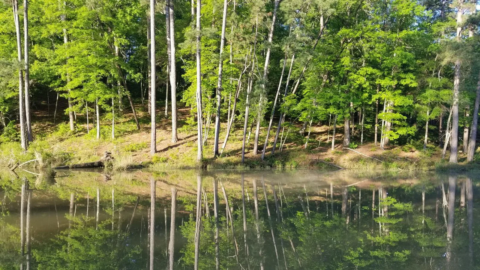 Shoreline across from Day use area at Clear Springs