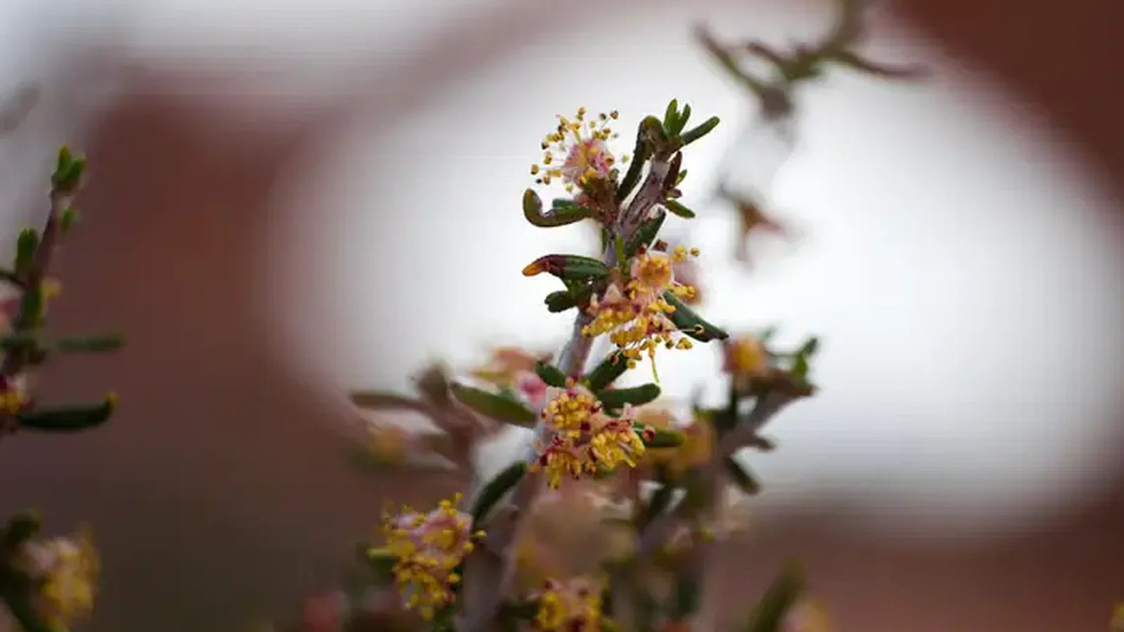Narrowleaf Mountain Mahogany Flower