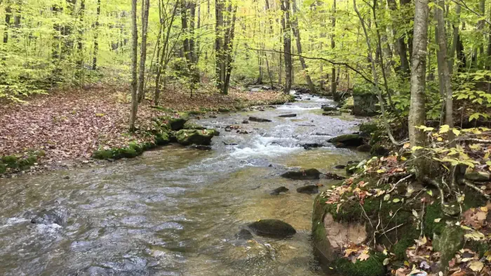 Dewdrop Recreation Area- Dewdrop Run