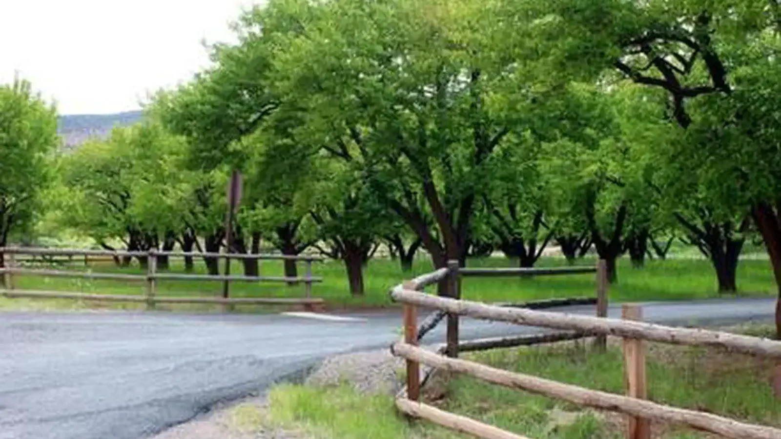 A paved road. There are fences on either side of the road. On the left side of the road there are many trees