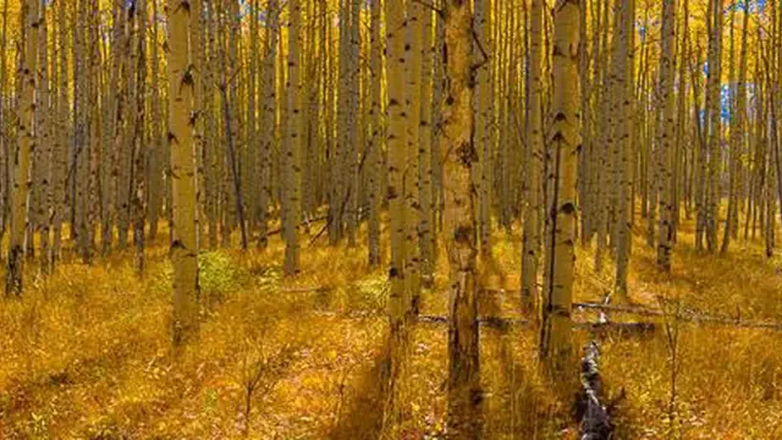 Warner Lake Aspens