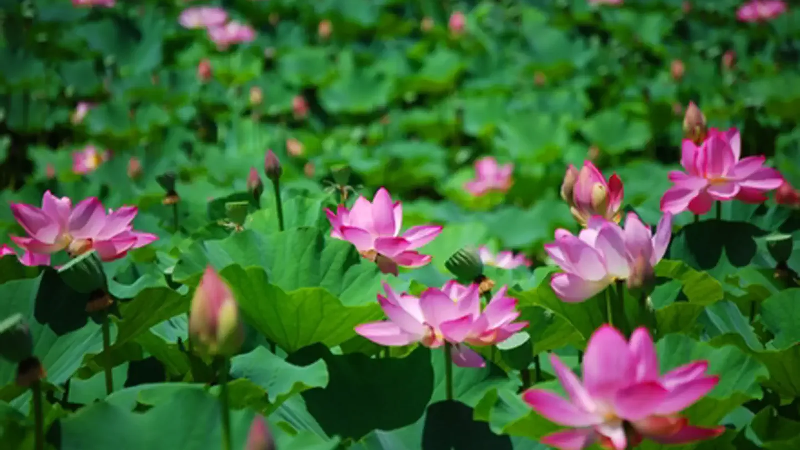 Lotus pond bloom