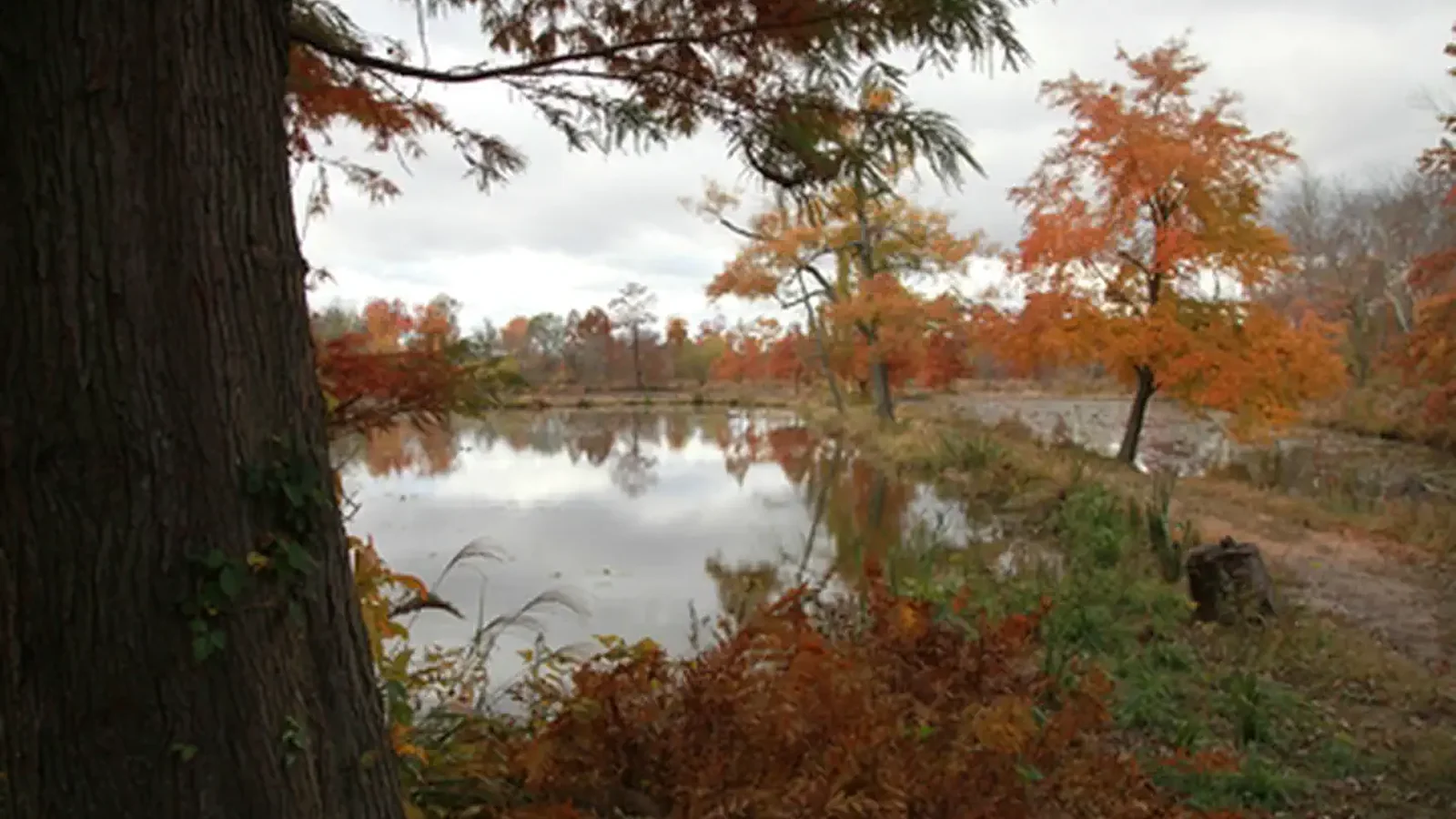 Fall Colors