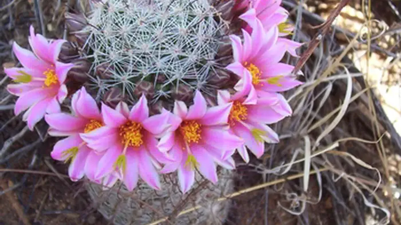 Flowering Fishhook Pincushion Cactus