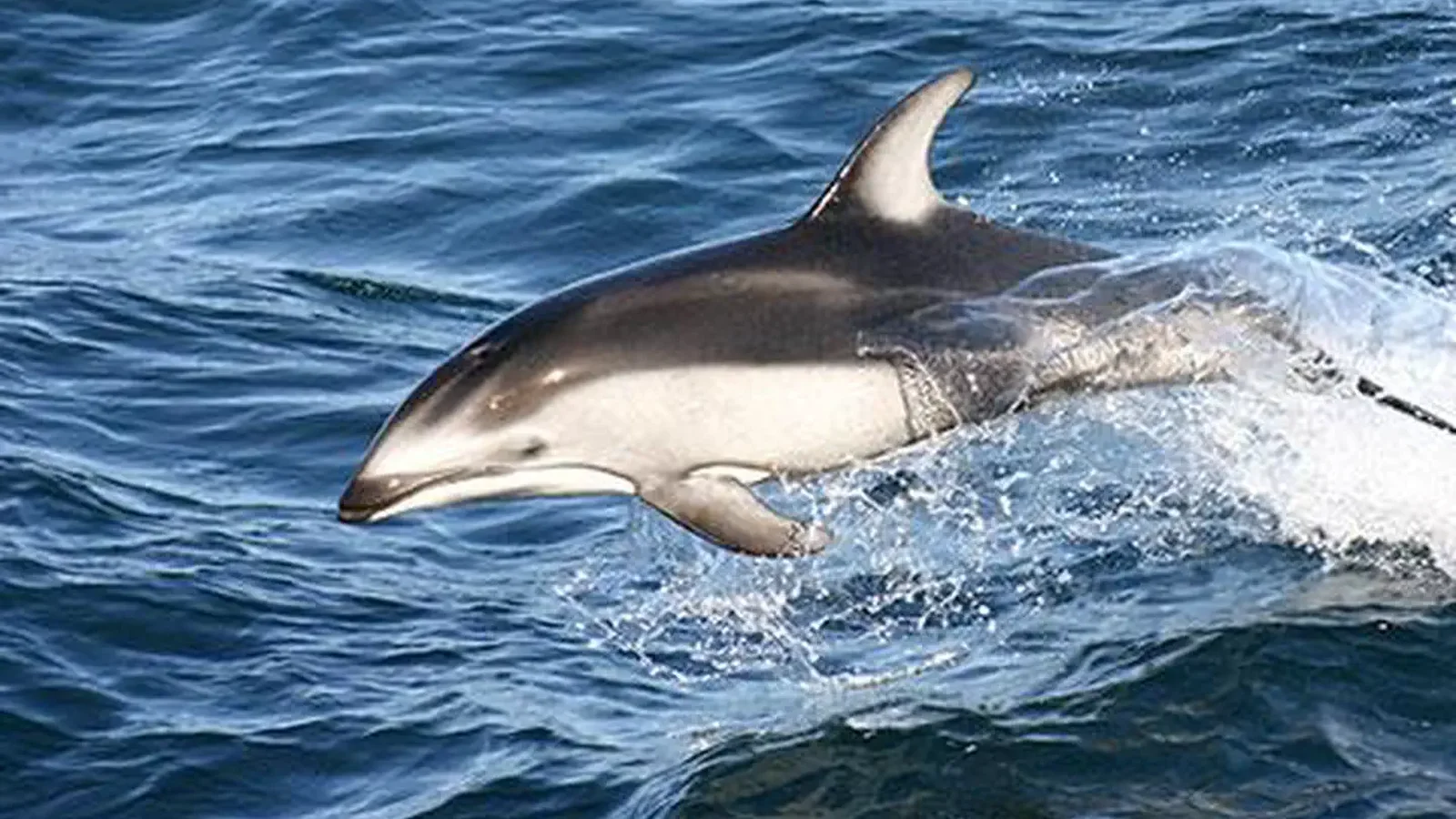 Photographing a dolphin