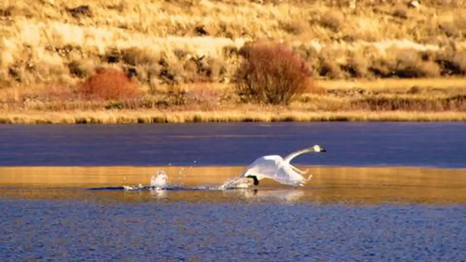 Wildlife in Action