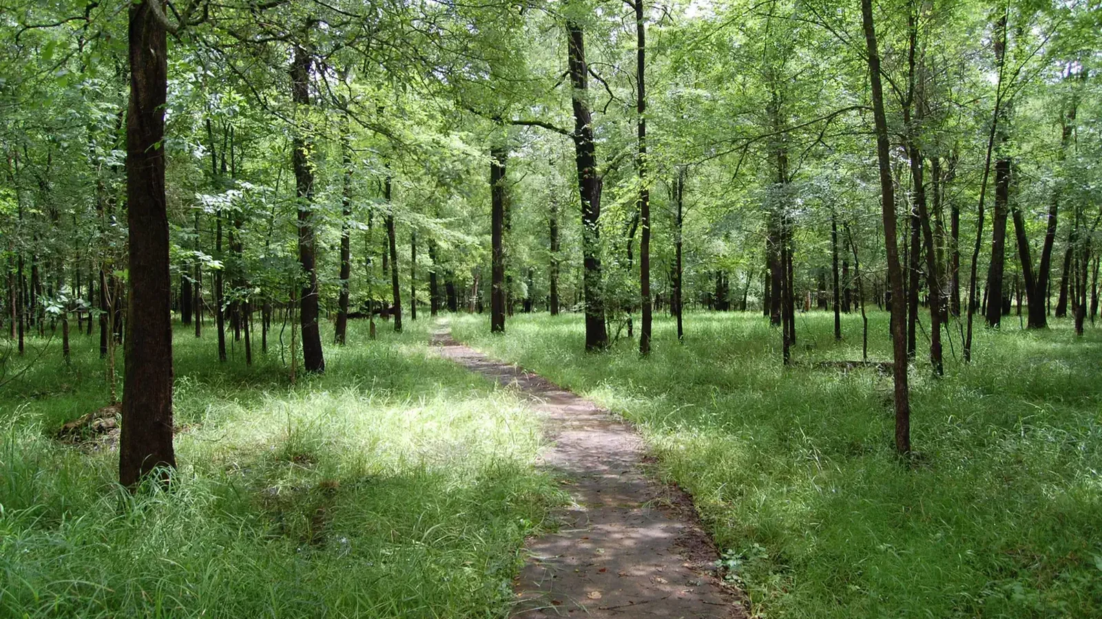 Beard's Lake Nature Trail