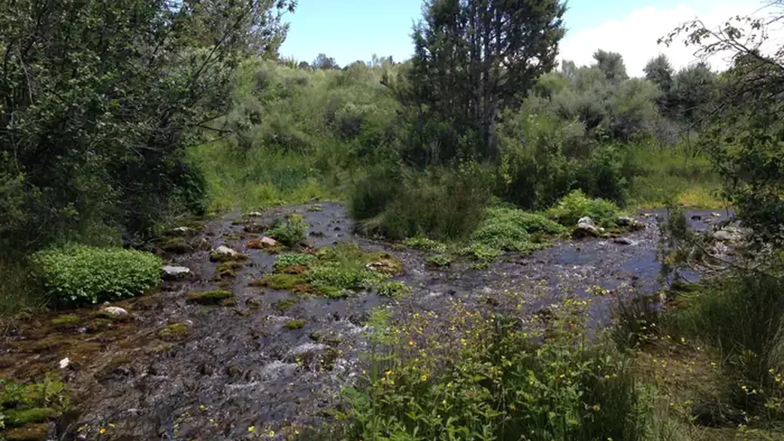 Clover Creek