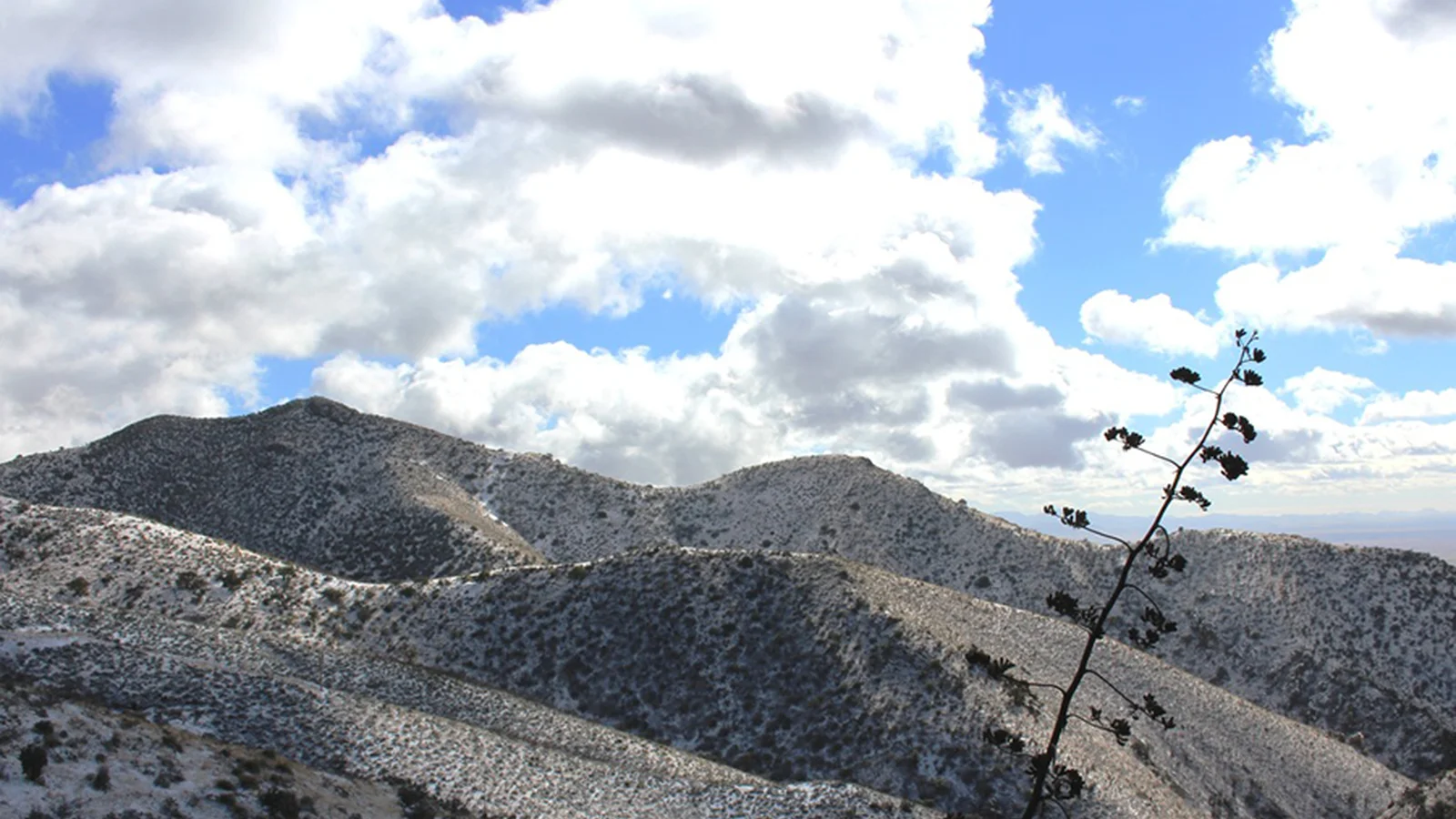 Dos Cabezas Mountains Wilderness Area