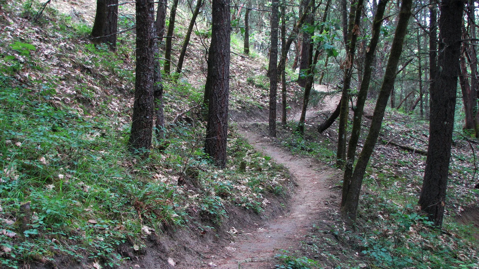 Oak woodland on the Cathedral Hills Trail System.