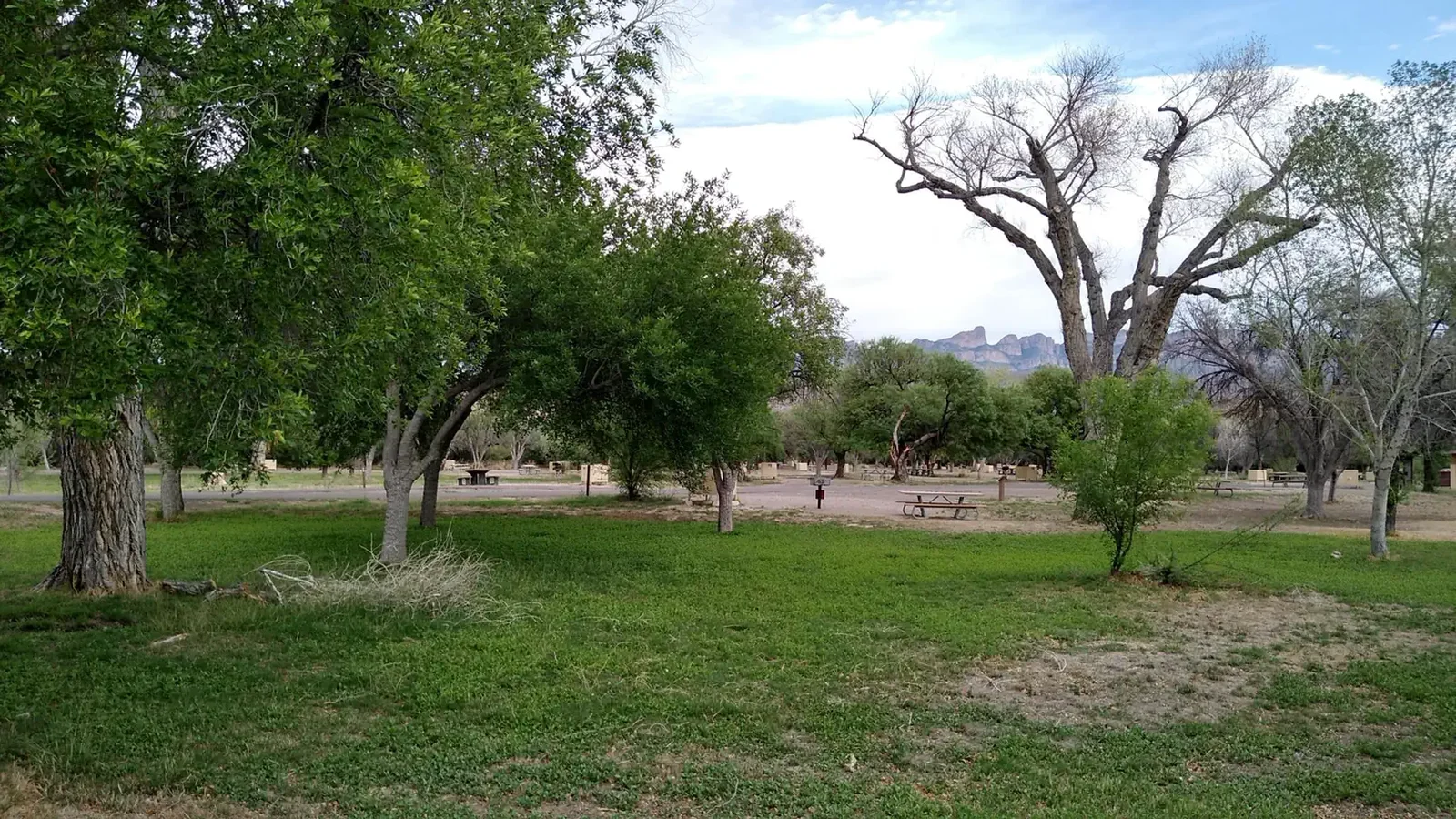 Campsites situated among trees