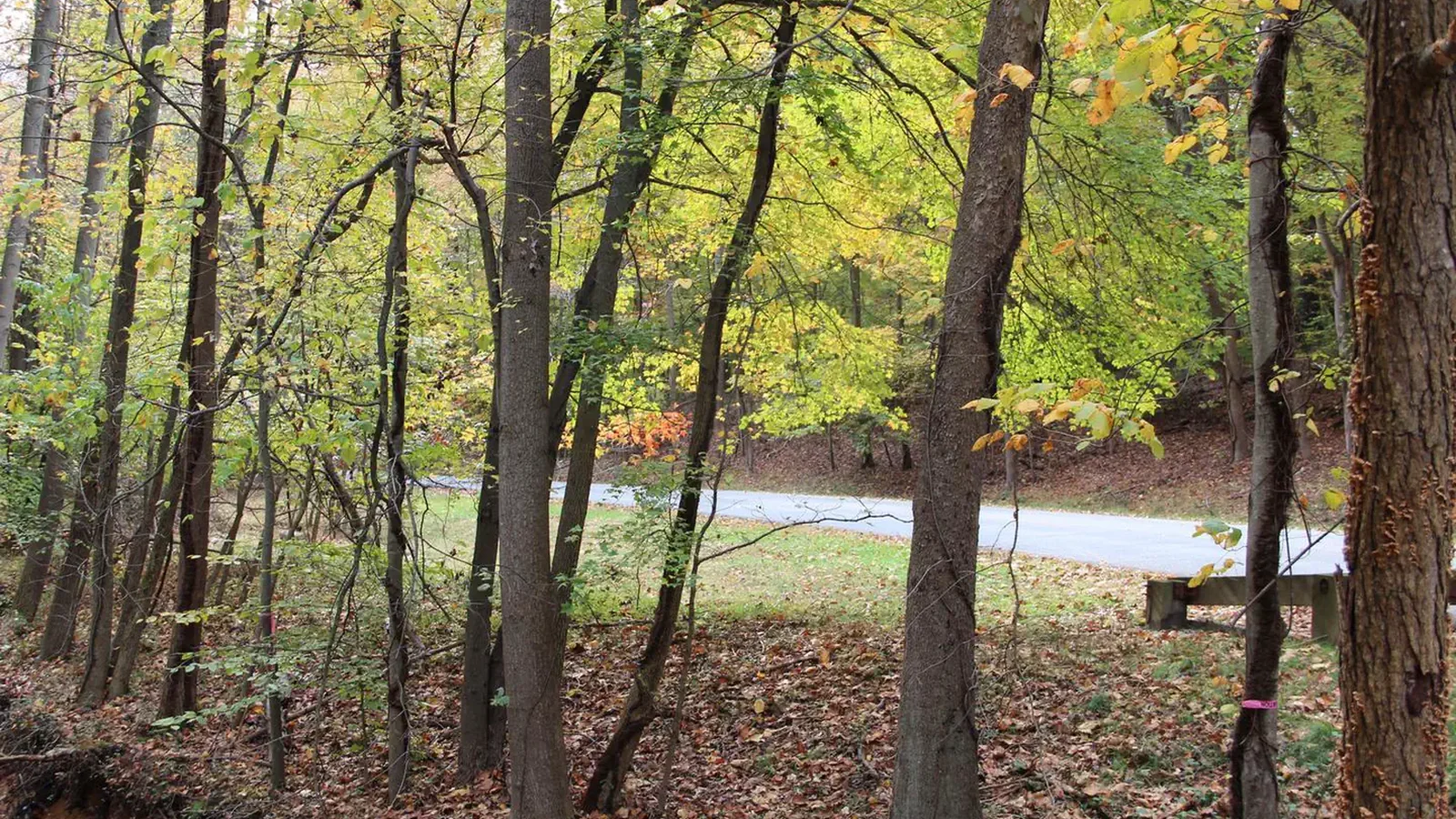 Trees in Greenbelt Park, Maryland