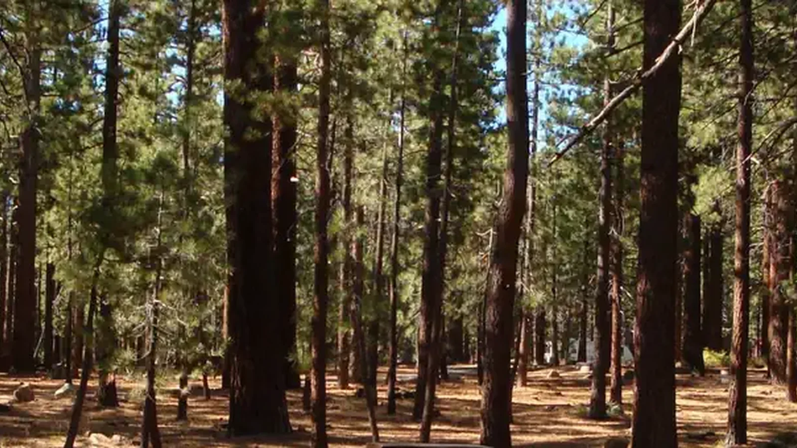 Old Shady Rest Campground