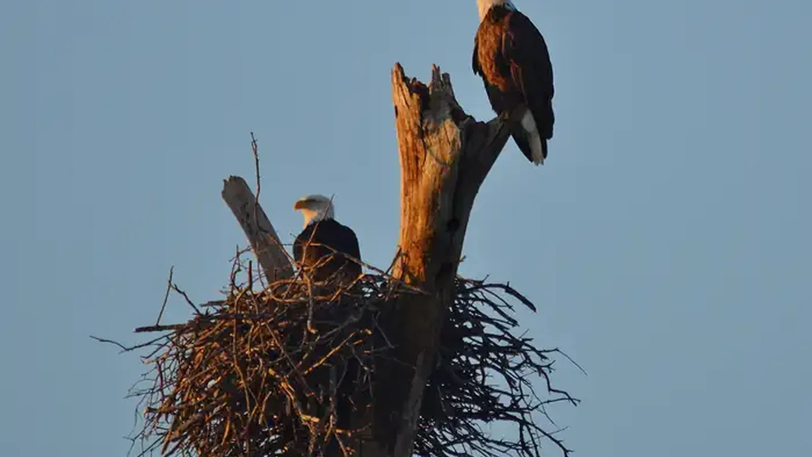 Bald Eagles perched in dead tree