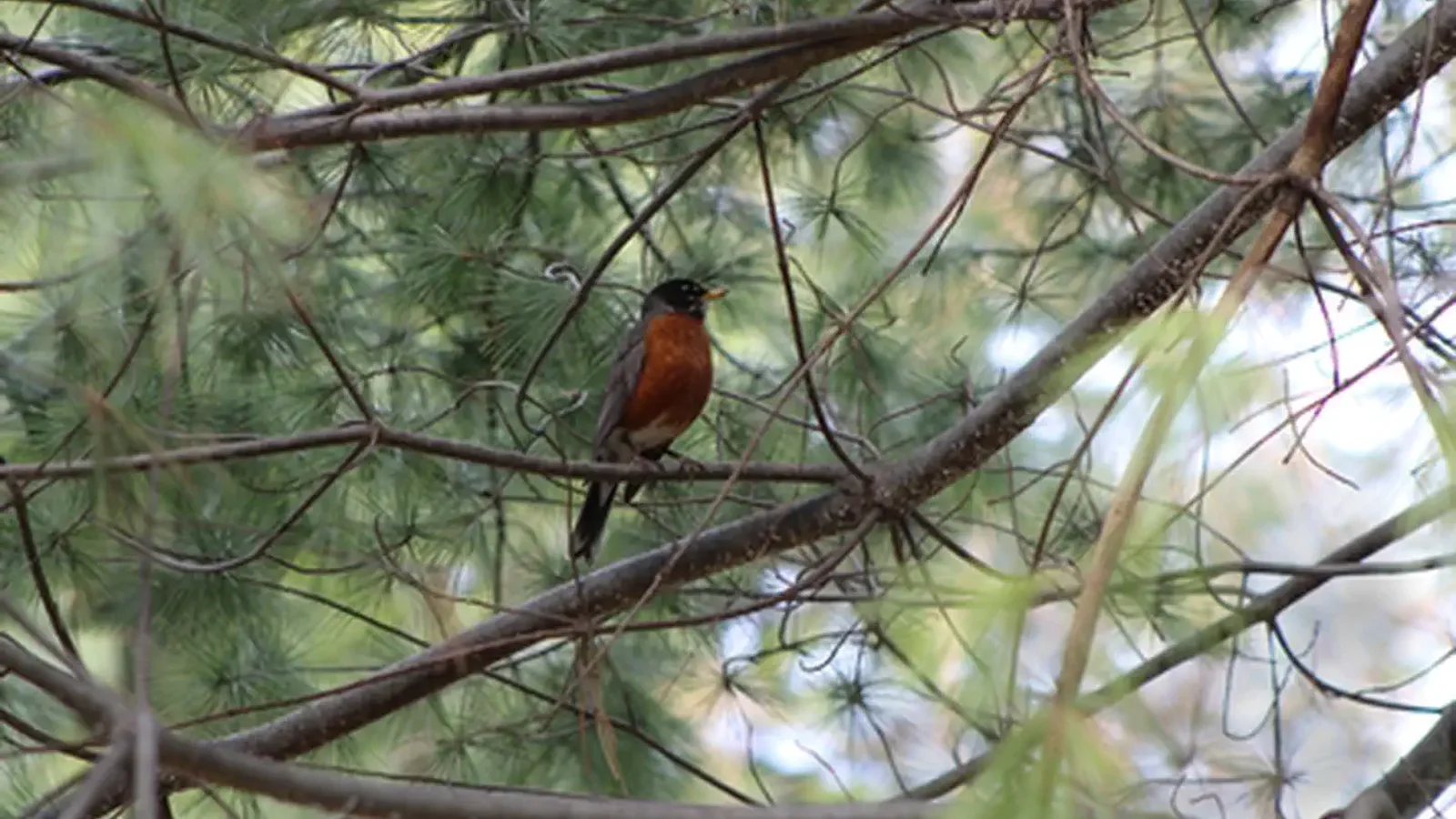 Birds at Lyndon Baines Johnson Memorial Grove on the Potomac
