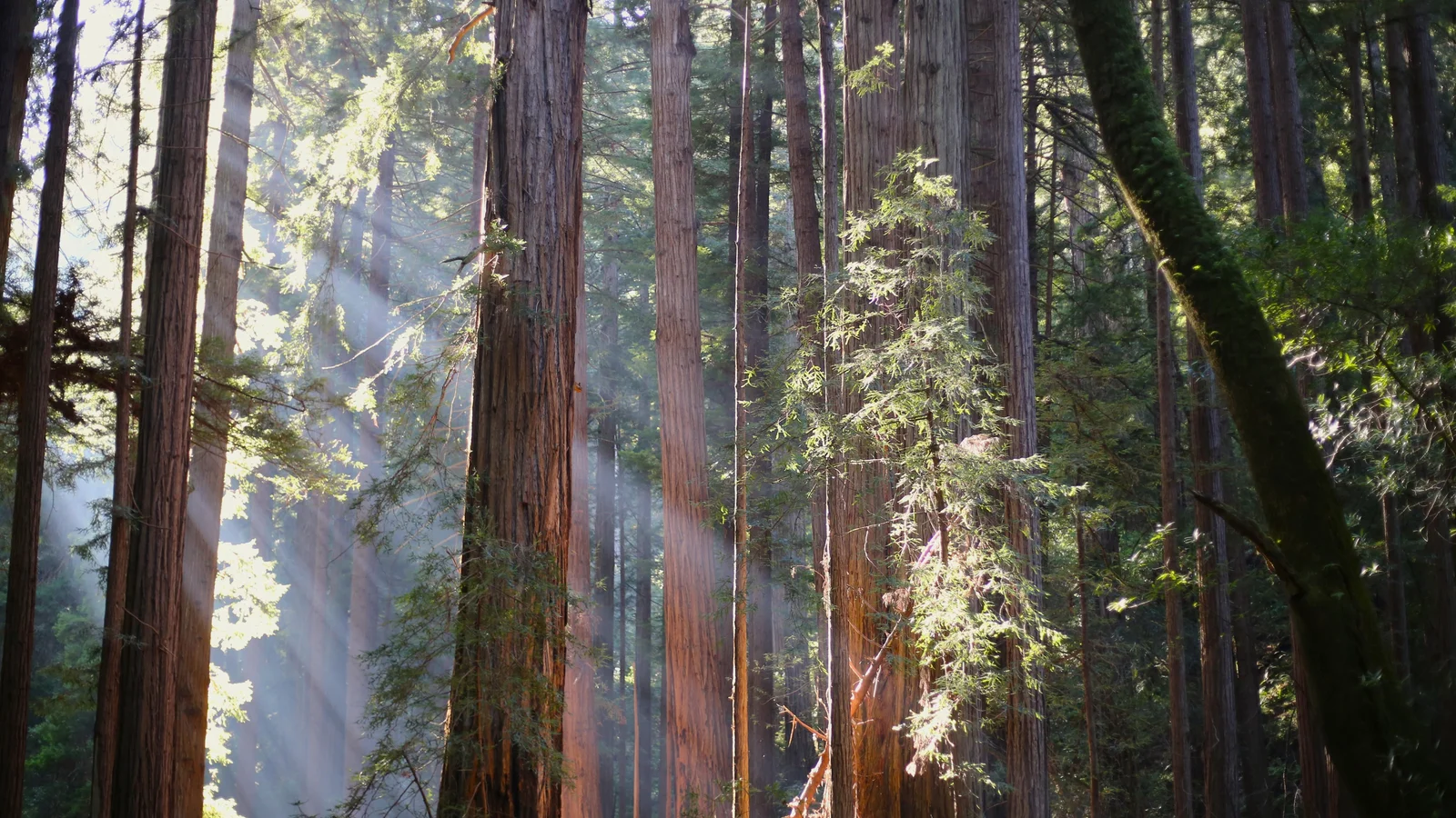 Rays of Light at Muir Woods