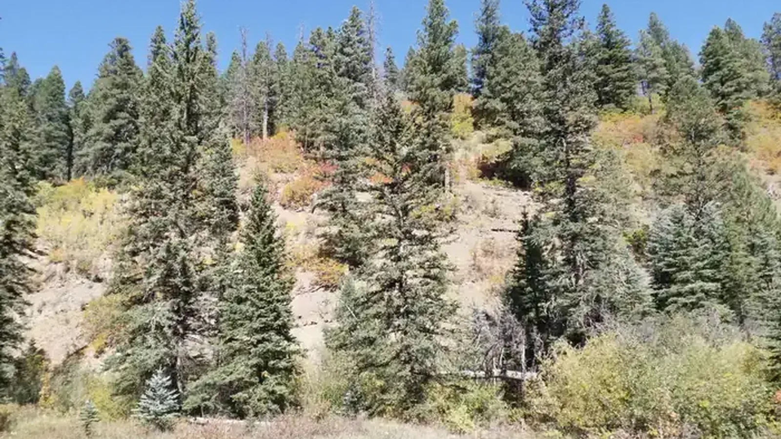 Fall colors change on the hillside with green conifers surrounding it.