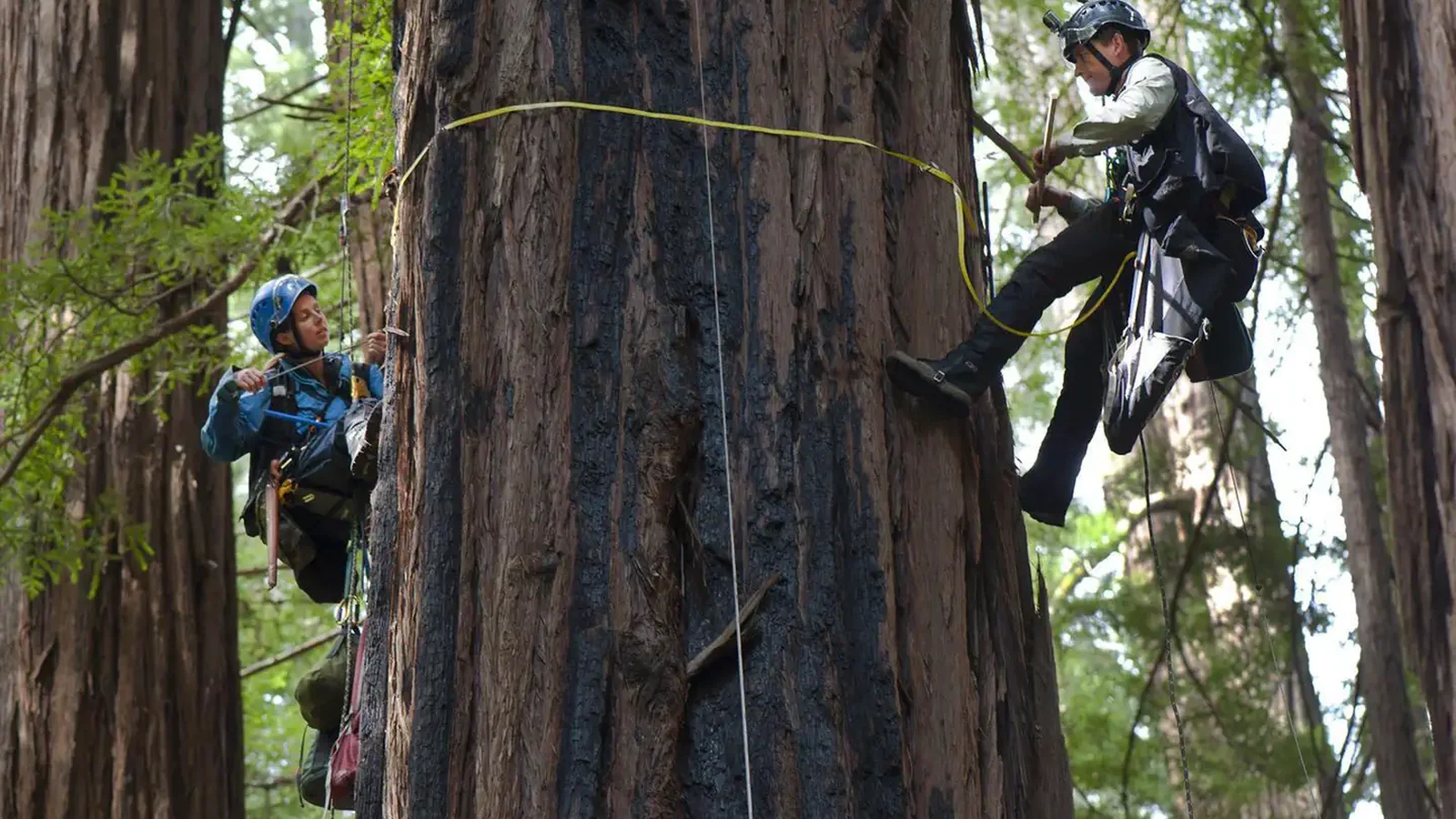 Tree Climbing