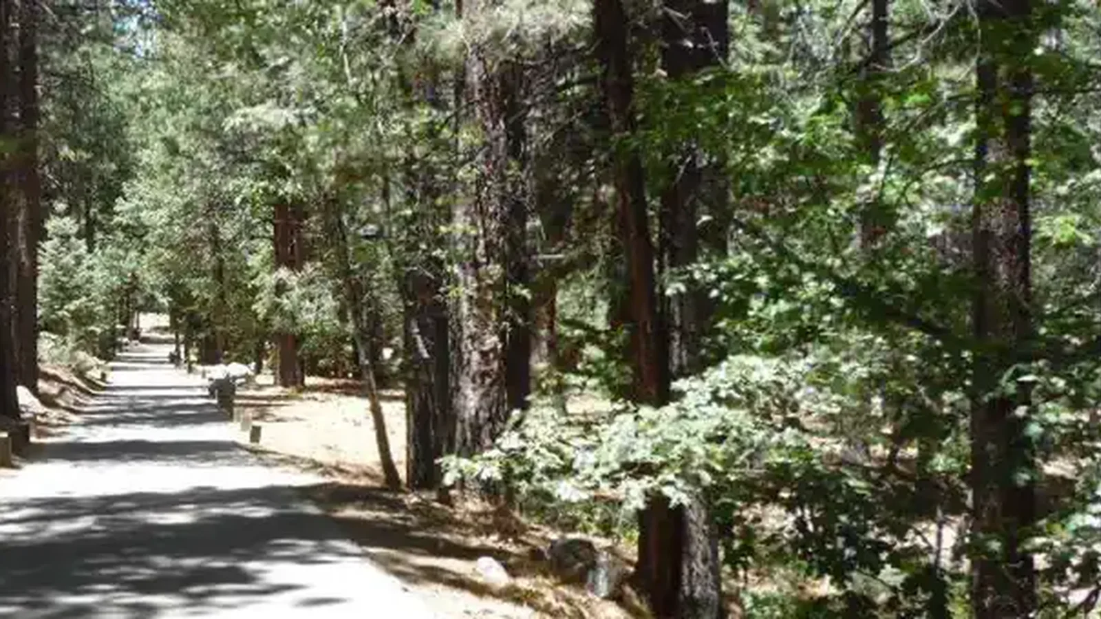 Scenic Road in Pineknot